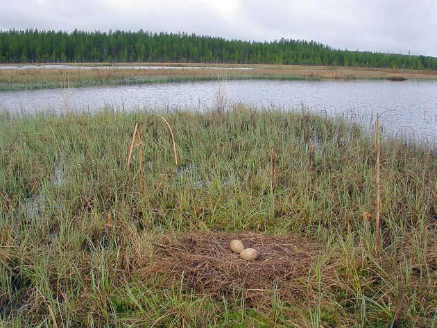 Kurjen pesä on veden ympäröimässä saarekkeessa