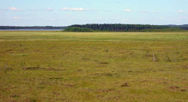 3 Pitkärannan linnusto 3.1 Pesimälinnusto 3.1.1 Vesilinnut Kesän 2008 vesilintulaskennoissa Pitkärannassa tavattiin 12 pesivää vesilintulajia ja 55 paria (taulukko 23j).