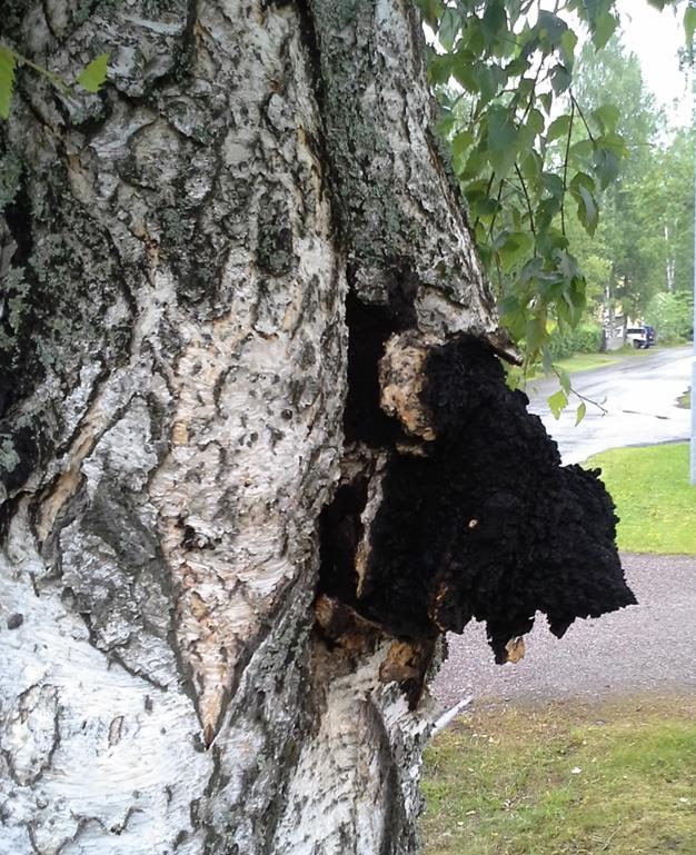Pakurikääpä (Inonotus obliquus) Pohjoisella pallonpuoliskolla tavattava lehtipuiden lahottajasieni. Iskeytyy itiöiden välityksellä isäntäpuun haavaumakohtiin, rihmasto kasvaa puuainekseen.