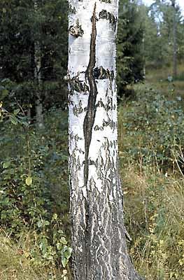 Pakurikääpä muodostaa