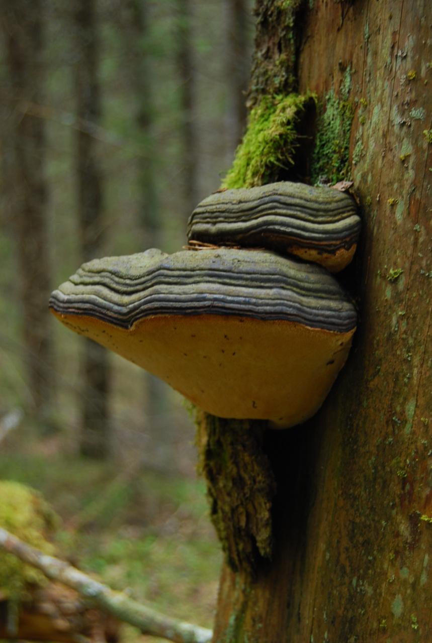 Monimuotoisuuden seurantaohjelma Seuranta?
