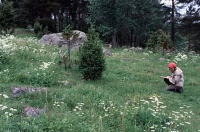 2.3.1 Kalliokedot Avointen alueiden sulkeutuminen on suomalaisten lajien uhanalaisuuden punaisen kirjan mukaan merkittävin yksittäinen lajien katoamisen syy.