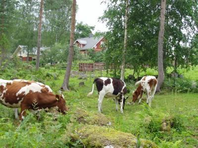 2.3.2 Hakamaat ja metsälaitumet Hakamaat sijaitsevat usein kivikkoisessa maastossa. Valtapuusto on pääasiassa lehti- tai jalopuustoa, kuten koivua, harmaaleppää, tammea, saarnia tai pähkinäpensasta.