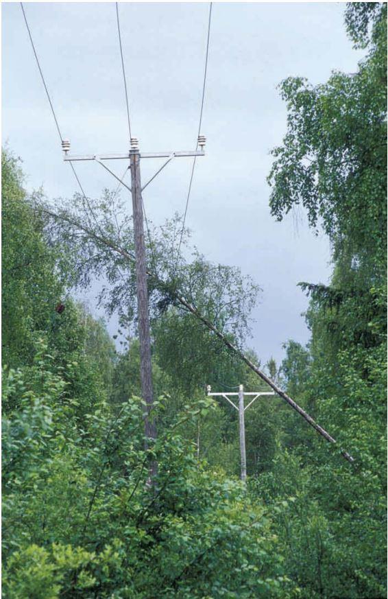 Kuva 1. Linjan päälle kaatunut koivu.