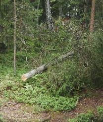 Marko kasasi noi puut puunkuivatuspaikalle. Katkoin männyn juhannusruusujen kohdalta, oli tosi hankalaa, kun terä ei ollut enää ehta.
