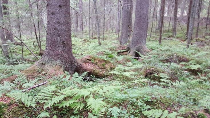 Suunnittelualueen pohjoisosan kuusivaltaiset metsät todettiin lehtomaiseksi kankaaksi ja paikoin niukkaravinteiseksi lehdoksi (OMT, OMaT) 