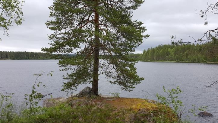 5 Alueen kasvilajisto todettiin tavanomaiseksi tuoreiden kangasmetsien ja rämeisten rantojen lajistoksi.