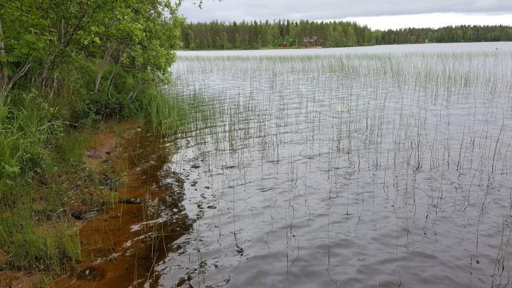 Ranta- ja vesikasvilajisto todettiin tavanomaiseksi dys-oligotrofisten vesien lajistoksi (järvikorte, jouhisara mm.).