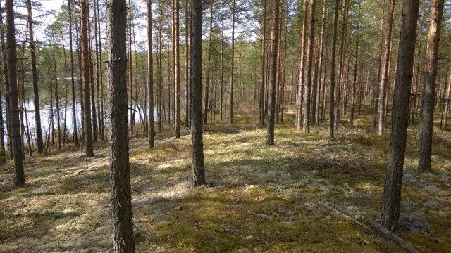Pienen Hautajärven koillispohjukassa.