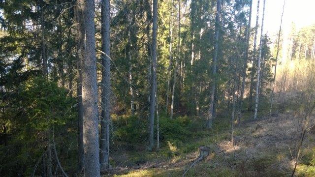 Korttelialueen 6 rantaviivaa, pääosin varttunutta