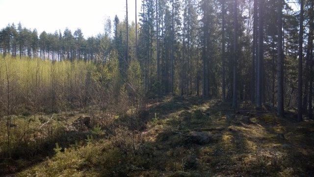 muodostuu yhdestä etelään avautuvasta  koillisrannalla.