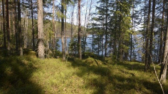 pääosin varttunutta kuusikkoa ja taustalla taimikkoa,