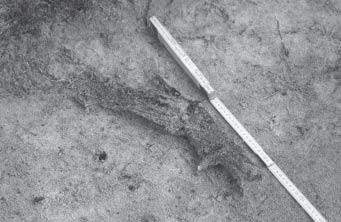 Jari-Matti Kuusela Figure. 5 Features and finds of excavation area 1. hearth were found (Fig.