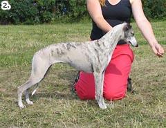 SOFTOUCH BLAZING SUN (Ch Wolf Tone Viking - Ch Softouch Peek-A-Boo) om. Liisa Kopra 7. NIGHTVISION CO-ATTRACTION (Ch Play A While Nits Plaudite Frontrunner s Special Attraction) om. Nina Liikanen 8.