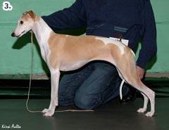 SOFTOUCH SWEET MEDICINE (Ch Pipsqueak Comanchero - Ch Kipin Kapin Autumn Sonata) om. Pirjo Muhonen 11. HAMRYA'S HAPPY TO BE AT SOPISCO (Ch Tree Top Flyer de Sud - Ch Salt of The Earth de Sud) om.