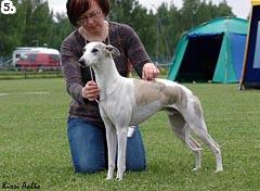 SIPREX KLAUS (Ch Ashmore Whimpering Werewolf - Ch Siprex Emilie) om. Nilla Lindholm 19.