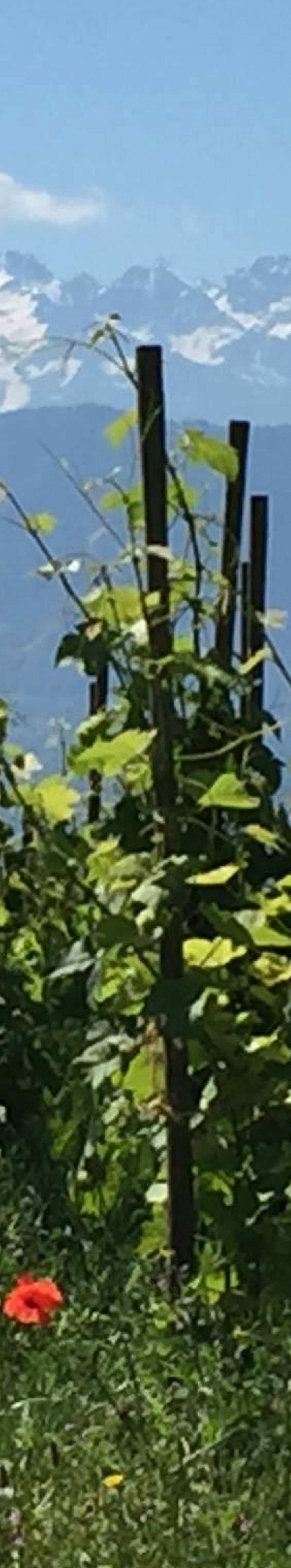Savoie ja Bugey Mukava kukkainen tuoksu, jossa myös mantelia, mausteita, päärynää, hiukan valkosuklaata ja luumuviinaa. Maku on täyteläinen ja kuitenkin raikas, herkullinen.
