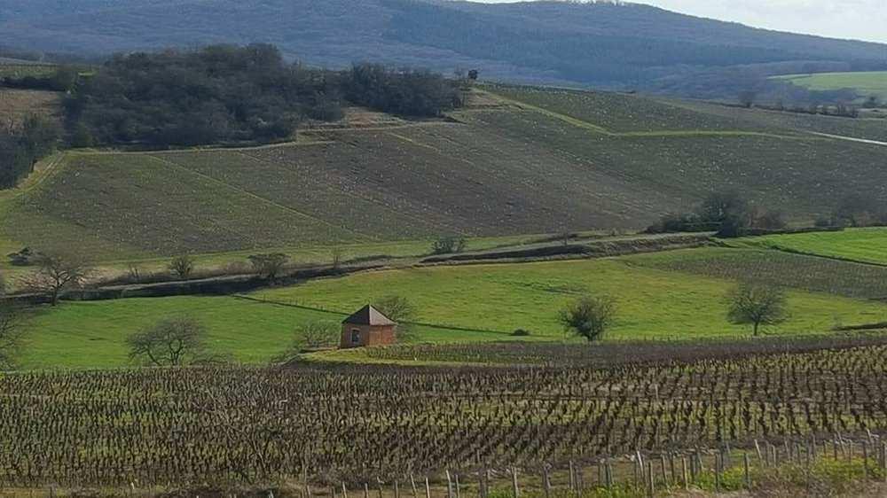 Roland Pignard, Villié-Morgon Gamay-rypäle on Beaujolais n kukkuloiden kuningas. Siitä syntyy hyvin monenlaisia viinejä.