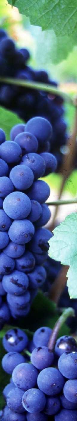 Costa Caouden rypäleet Grenache ja Carignan ovat peräisin ikivanhoista viiniköynnöksistä.