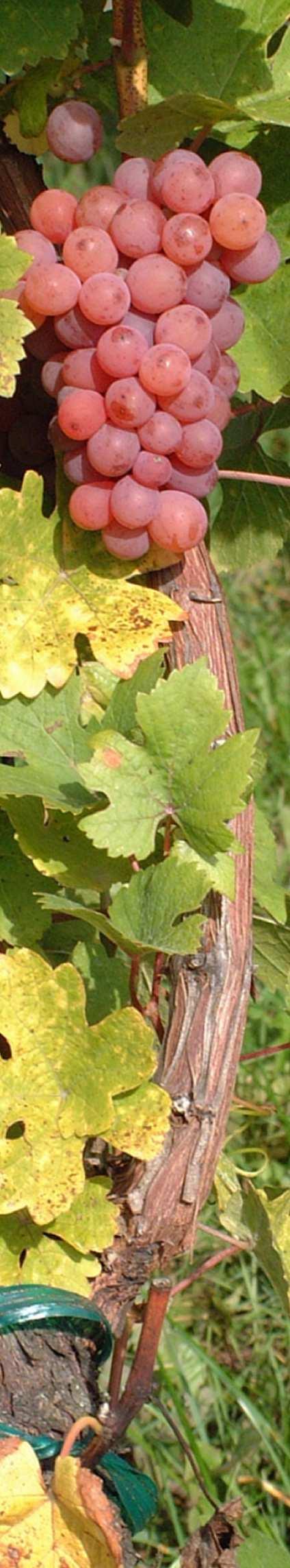 Makeat viinit Jura Alsace Valérie ja Jean-Christophe Bo9 Domaine Bo9-Geyl, Beblenheim Gewurztraminer Sélecon de Grains Nobles Sonnenglanz 2005 AC Alsace Grand Cru Sonnenglanz Jalohomeviini