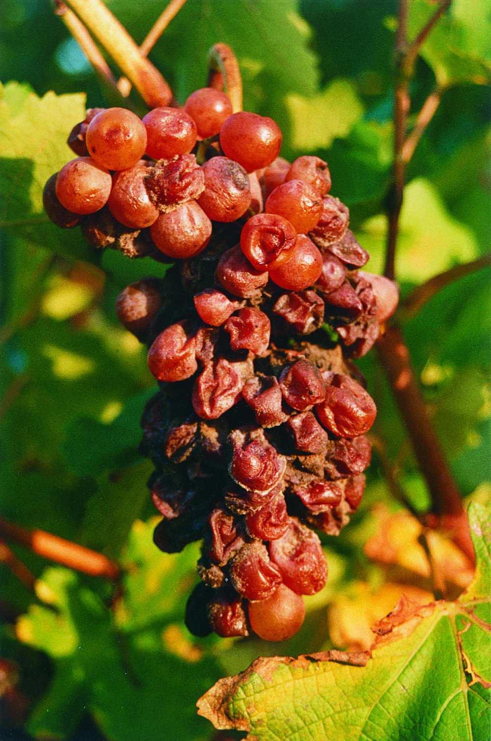 Ihana ais$elämys, puhdas ja tasapainoinen viini. Vin d Autan 2007 AC Gaillac Doux Rypäle: Ondenc Passerillage-viini Tuotenro 2408 29,96 50 cl Plageoles in viini$lan kiehtovin rypälelajike on ken$es.