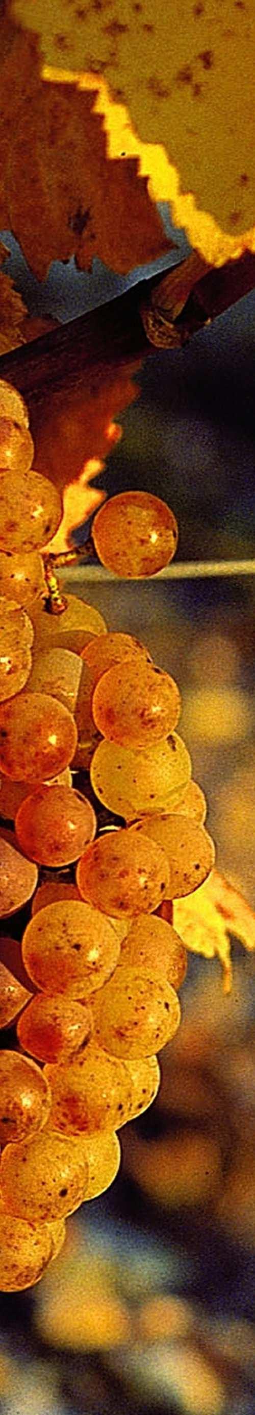 Rypäle: Tannat Väkevöity viini (alkoholi 17,5 %) Tuotenro 2930 27,68 50 cl Rhône Siiderin ja viinintuo&aja Bixintxo Aphaule halusi yhdistää kaksi amma%aan käy&ämällä tässä väkevöidyssä