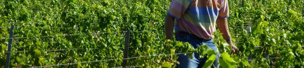 Alsace Bourgogne Jura Languedoc Loire Lounais-Ranska Rhône Savoie ja Bugey Roseeviinit Champagne 4 5 6 7 9