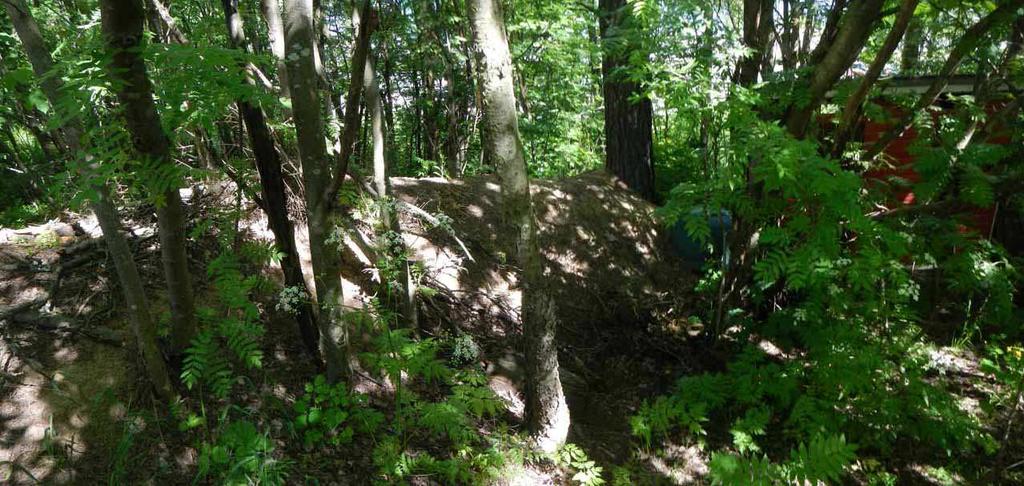 Kuva 12. Raitiotien linjauksen alle jäävän omakotitalon pihapiirin länsiosassa sijaitseva resentti maavalli, joka on kasattu arviolta noin 50 vuotiaan puun kylkeen.