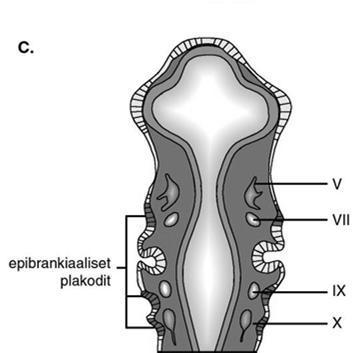 säätely Hajuaistin kehitys Makuaistin kehitys gangliot Pään alueen plakodit (ektodermin