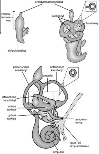 Korvavesikkelin vestibulaarisesta osasta erilaistuu