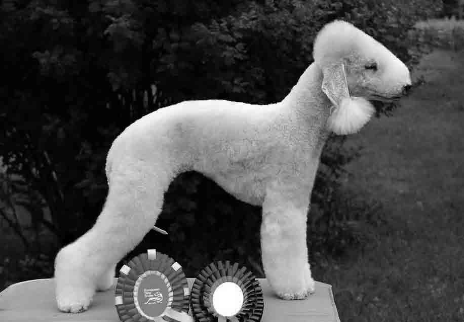 Bedlington TIEDOTE 1/2016 Vuoden Bedlington Vuoden Bedlington Vuoden Bedlington