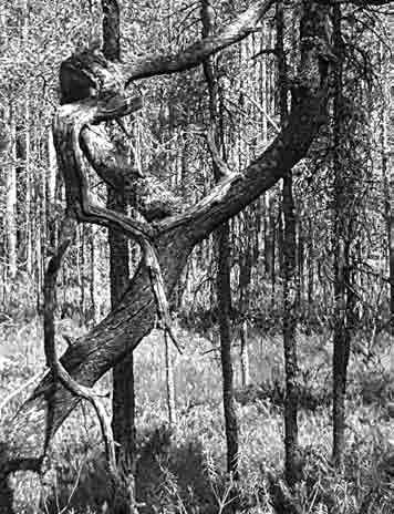 Peuroja näki kaukaa, mutta valokuvausetäisyydelle ei koirien kanssa päästy. Koirat kummastelivat ääniä ja höristelivät korviaan.