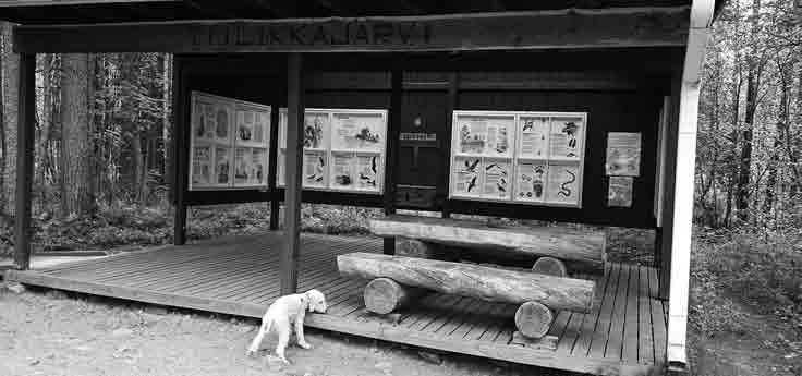 Tiilikkajärvi Merri chillaa Kalmoniemi Uitonkämppä het kävelivät kuuset