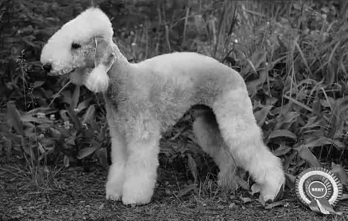 Vuoden Bedlington 2015 Meripihkan Killer Queen, om. Riitta-Maija Liikanen ja Heikki Liikanen Vuoden VSP Bedlington 2015 Meripihkan Le Grande, om.