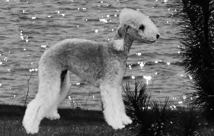 edlington Vuoden Bedlington Vuoden Bedlington Vuoden Bedlington Vuoden