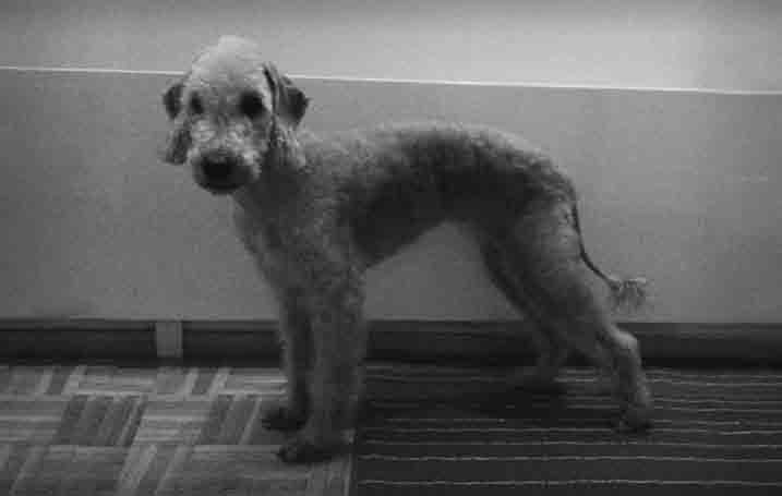 Vappu Erähäme-Mutka Vuoden Agilitybedlington 2015 Tinwelindon Tinuviel, om.