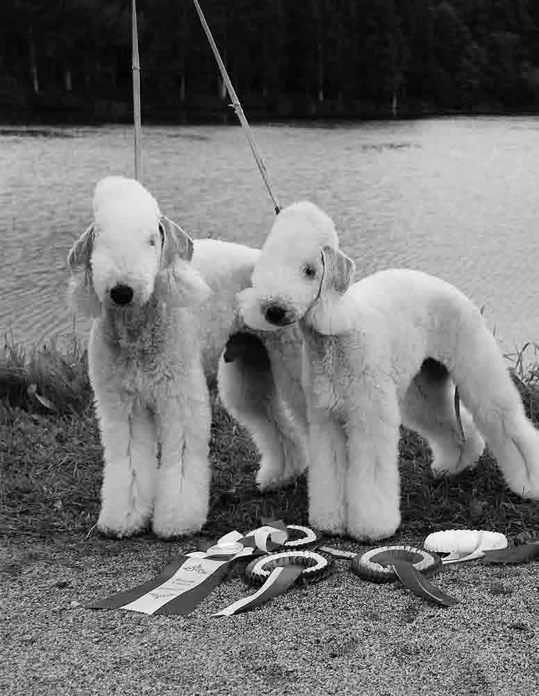 Vuoden Bedlington Vuoden Bedlington Vuoden Bedlington Vuoden Bedlington Vuoden