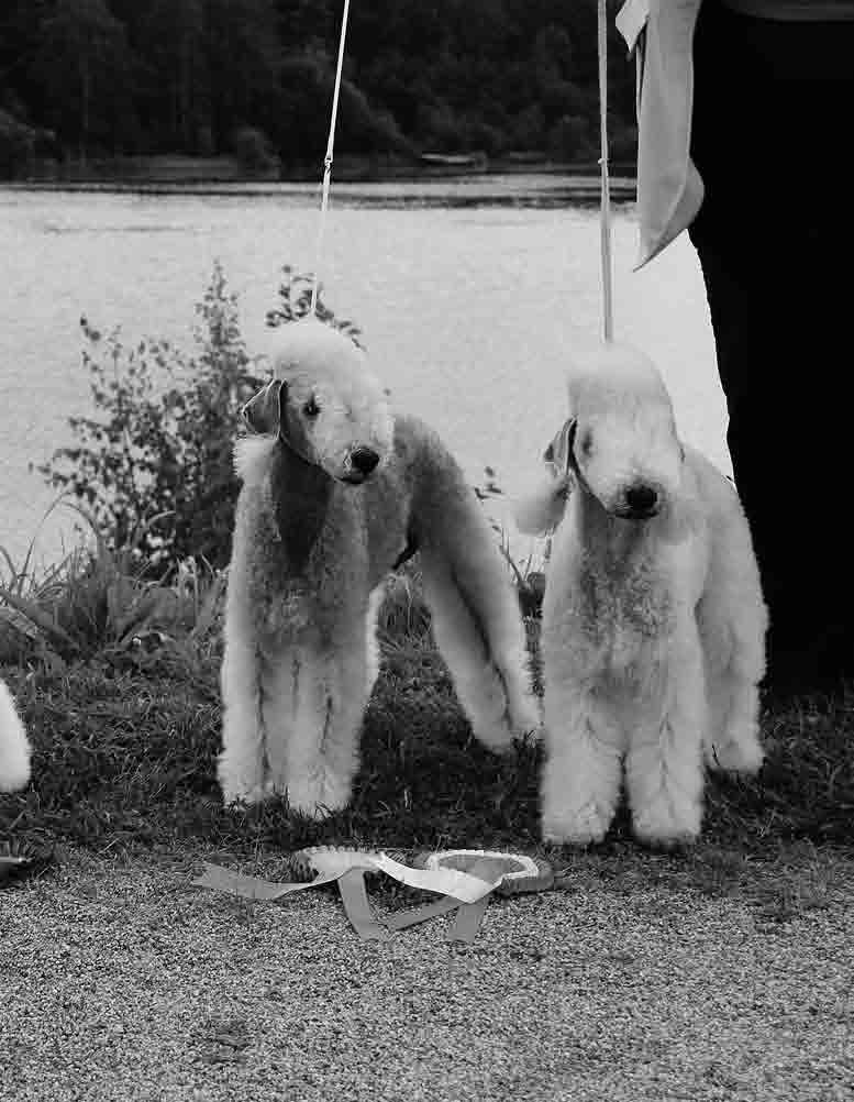 edlington Vuoden Bedlington Vuoden Bedlington Vuoden Bedlington Vuoden Bedlington Vuoden Bedlington Vuoden Bedlington