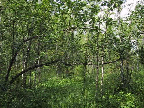Pirttimaan tervaleppäkorven puustossa