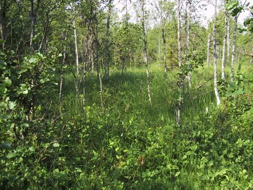Luhtaisuudesta kertovat järvikorte ja