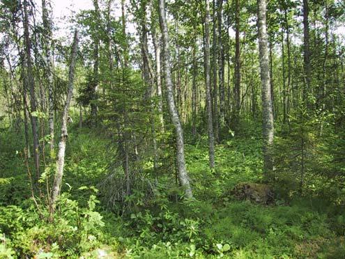 Myös raate kasvaa runsaana (Pirttimaa).