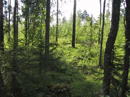 vesisaraa (Perttusenmaa) Kuva 10.