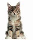 VETERINARY HPM - KISSAN PÄIVITTÄISRUOKASARJA PRE NEUTERED CAT BABY Täysruoka 2-12 kk ikäiselle kissanpennulle tai sterilointiin/kastraatioon saakka.