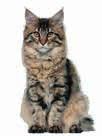 NEUTERED CAT JUNIOR NEUTERED CAT ADULT Täysruoka steriloidulle/kastroidulle kasvavalle kissalle 12 kuukauden ikään asti.