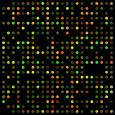 31 32 Mihin totaali- RNA:ta käytetään? RNA-siru-tekniikoilla voidaan esimerkiksi tutkia satojen eri geenien ilmentymistä eri kudoksissa.