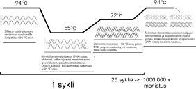 13 14 15 Polymeraasiketjureaktio (PCR) PCR (polymerase chain reaction) mahdollistaa tarkasti valitun DNA-jakson, esimerkiksi yhden geenin monistamisen koeputkessa.