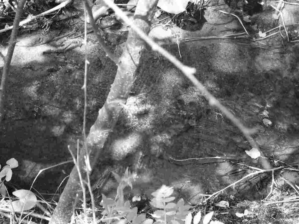 69 3. Lappträskin metsätie Polun silta (RB3) Metsätien silta on tehty kivenlohkareista ja maa aineksesta, joten se ei estä kalojen nousua.