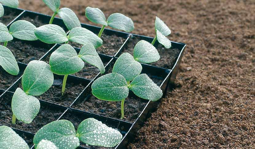 Kasvualustatuotteet ammattiviljelyyn Kevytruukutusmulta on ilmava kasvualustaseos, joka soveltuu myös heikkojuuristen kasvien viljelyyn.