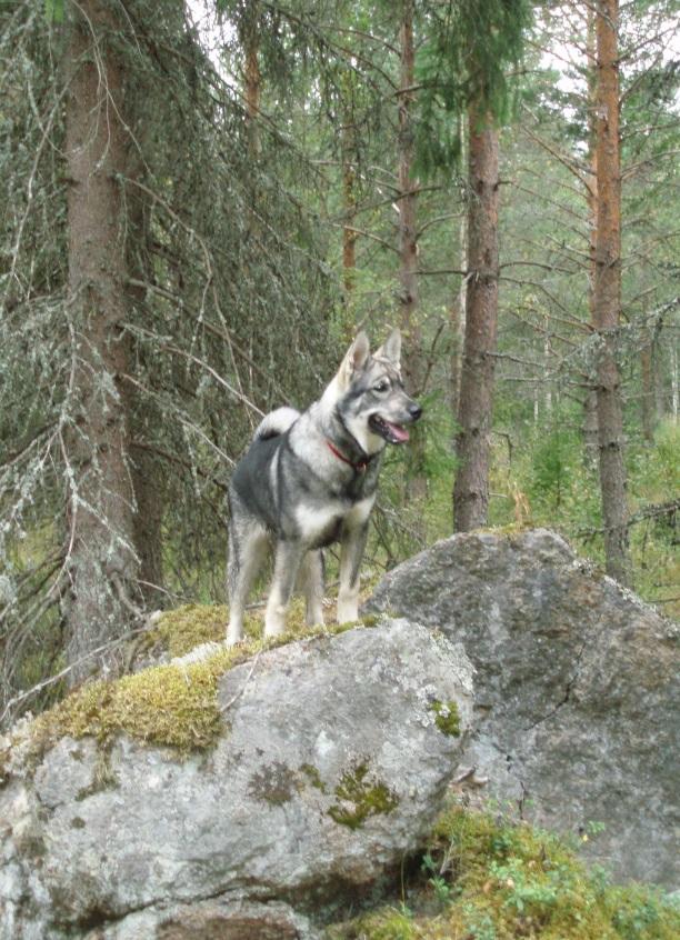 Karukoivun kennel Hanna ja Riku Rousku, Masku Haluamme kasvattaa suurella sydämellä terveitä ja käyttöominaisuuksiltaan hyviä jämtlanninpystykorvia ja viedä eteenpäin jalostustyötä harkituilla