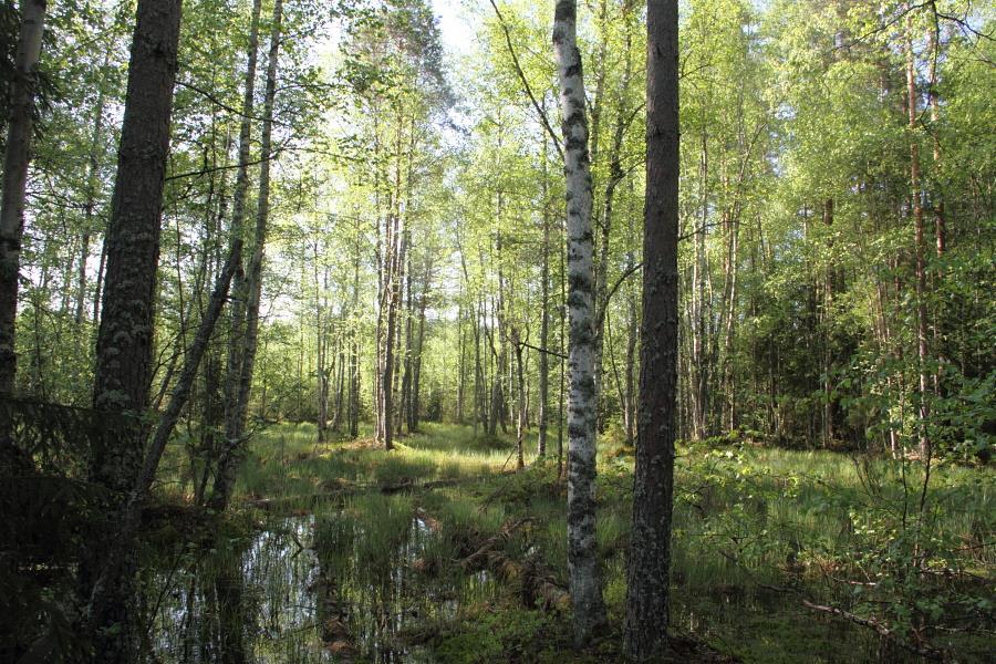 Mahdolliset luontodirektiivin luontotyypit Puustoinen suo 270 metriä turbiinipaikan K1 eteläpuolella: Mahdollisesti pohjavesivaikutteinen sarakorpimainen painanne (kuva 7, liite 1).